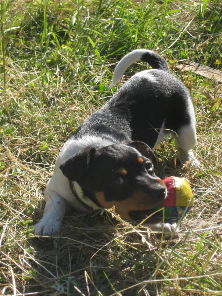 Dansk svensk gaardhund Chicka billede 5