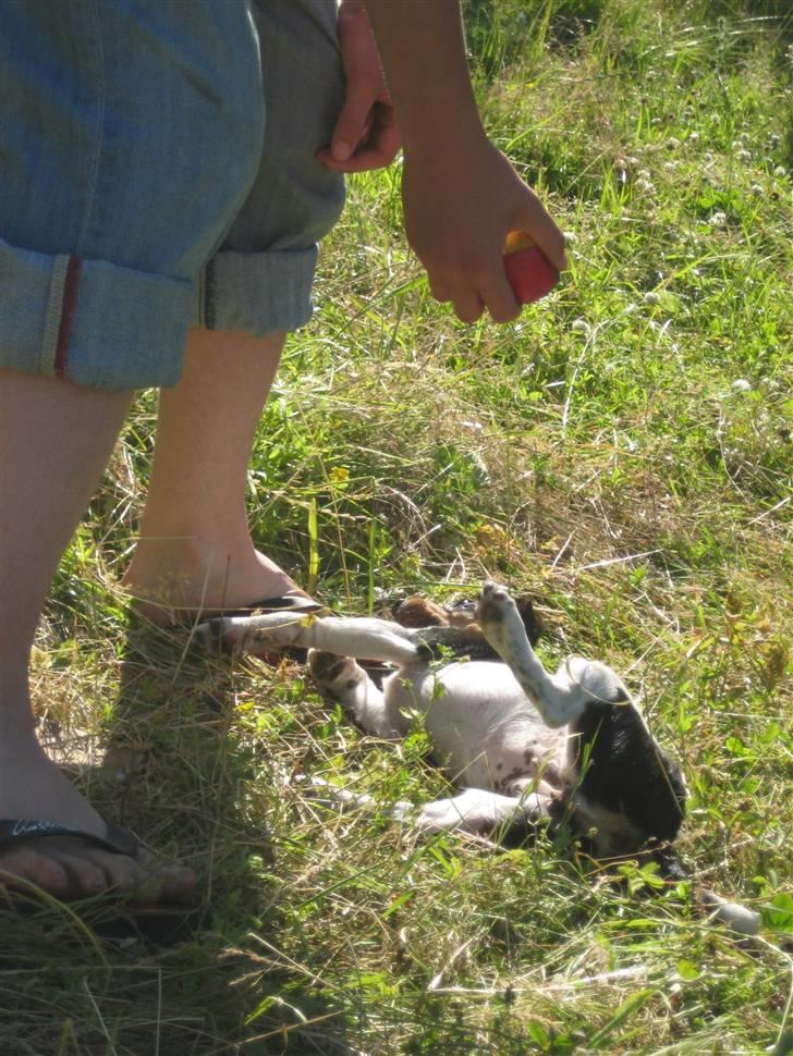 Dansk svensk gaardhund Chicka billede 6