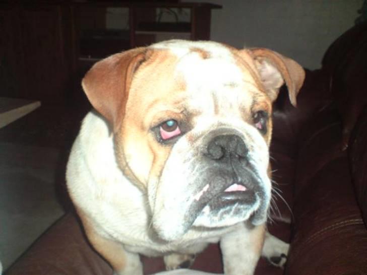 Engelsk bulldog Bertil R.I.P - Er jeg ikke sød når jeg sidder og har ondt af mig selv? billede 19