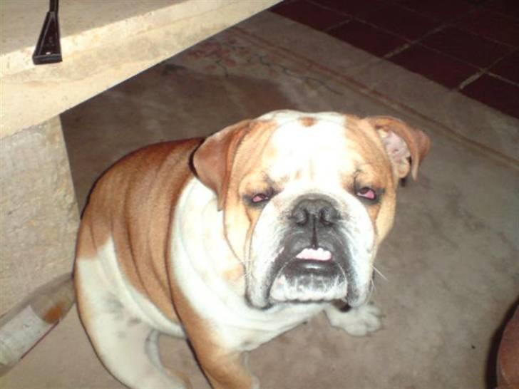 Engelsk bulldog Bertil R.I.P - Jeg burde ligge mig ned og sove... Men det orker jeg bare ikke.  billede 20