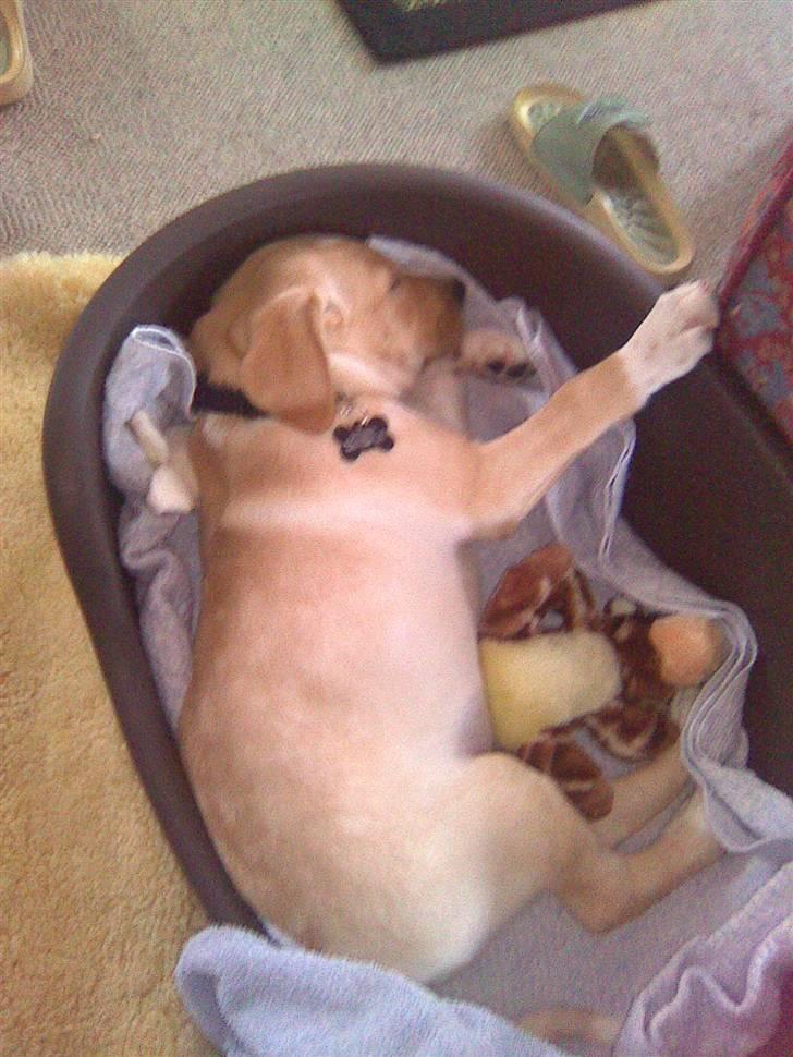 Dalmatiner Labrador Sir. Taurus II LØVEN II billede 2