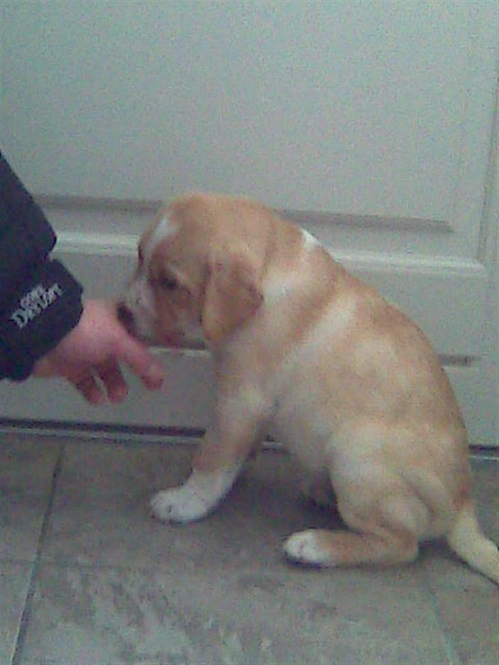 Dalmatiner Labrador Sir. Taurus II LØVEN II billede 3