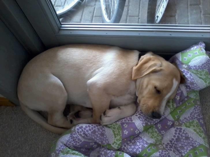 Dalmatiner Labrador Sir. Taurus II LØVEN II billede 4