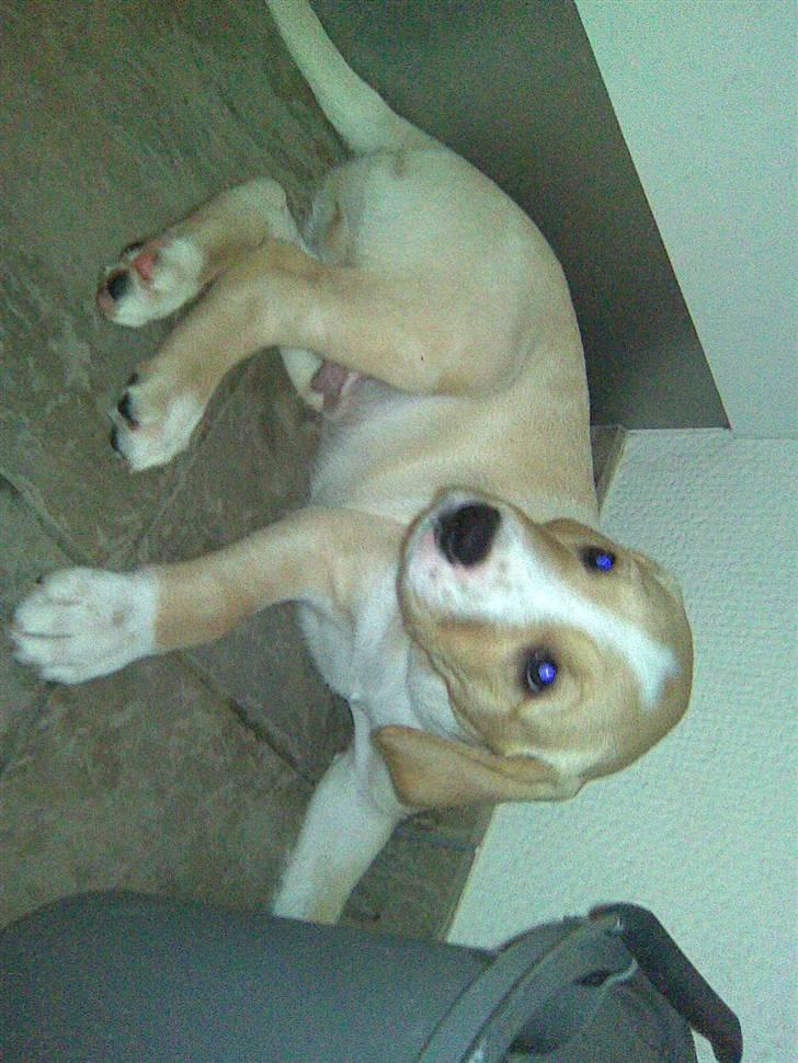 Dalmatiner Labrador Sir. Taurus II LØVEN II billede 6