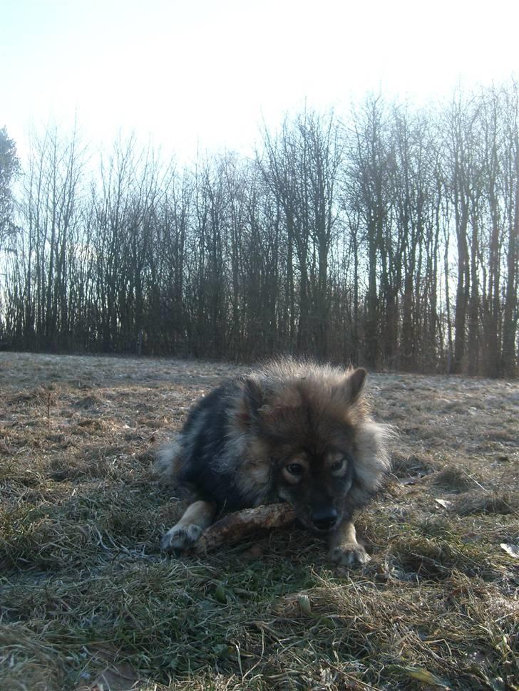 Eurasier Skovagergaards Dorthea - Når først jeg finder en pind, skal den bare spises!  billede 8