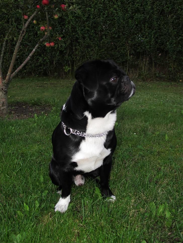 Blanding af racer Chico - 3 år og 5 måneder.. En voksen herre nu billede 16