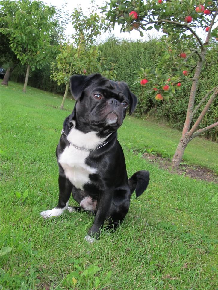 Blanding af racer Chico billede 17