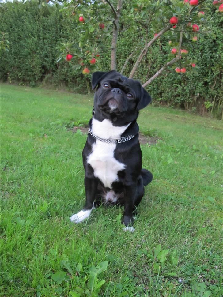 Blanding af racer Chico - her er reaktionen på hundekiks billede 18