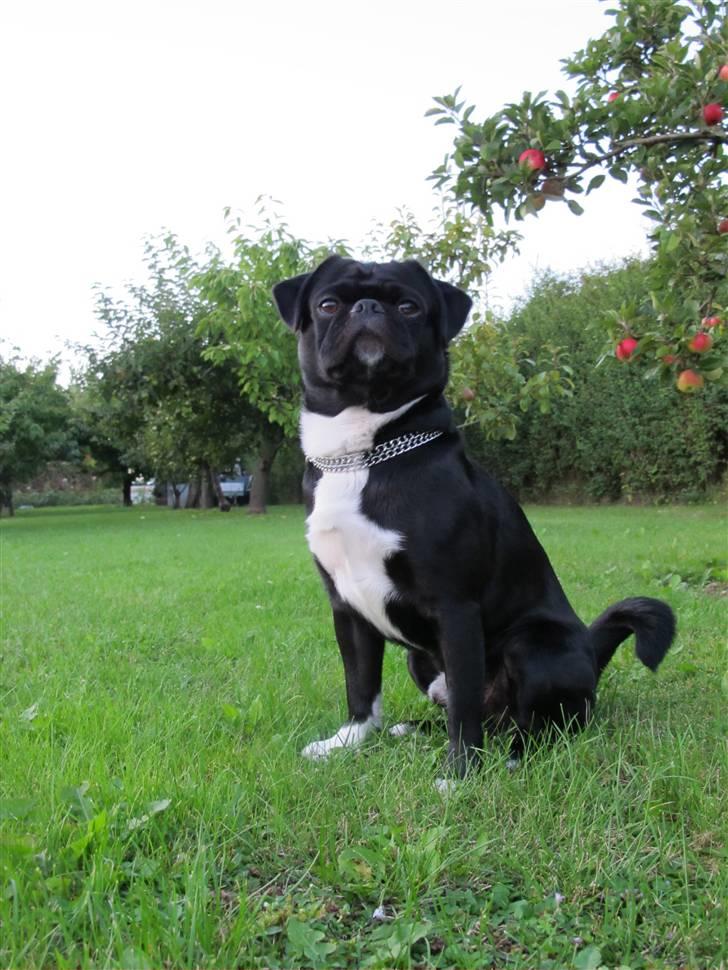 Blanding af racer Chico billede 19