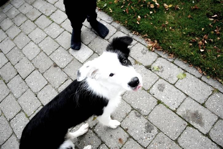 Border collie Charlie King - Charlie <333 billede 1