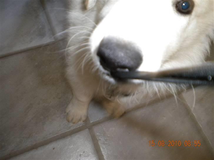 Hvid schæfer Manse solgt :( - Så nu tager jeg kamerat..... billede 6