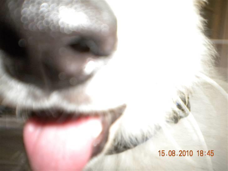 Hvid schæfer Manse solgt :( - Min fine tunge og smukke næse billede 7