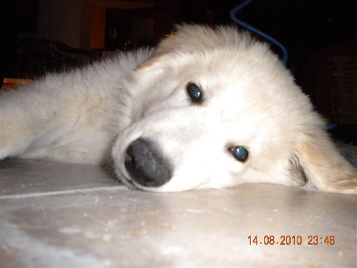 Hvid schæfer Manse solgt :( - Godnat :) billede 8