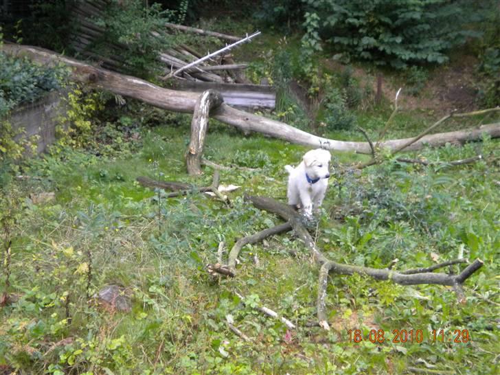 Hvid schæfer Manse solgt :( - Jeg holder vagt efter at det grimme træ væltede ind i vores have, dumme blæst... billede 9