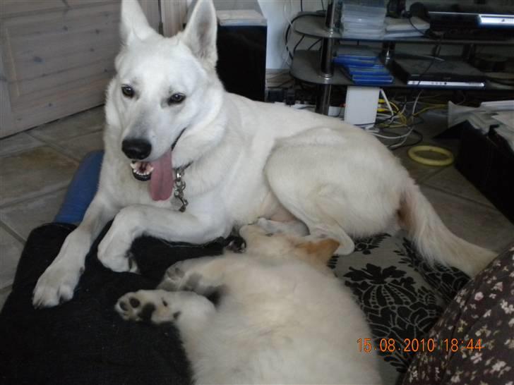 Hvid schæfer Manse solgt :( - Far og søn leger :) billede 10