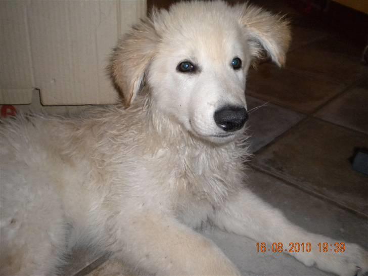 Hvid schæfer Manse solgt :( - puhh er lige blevet vasket, så er lidt våd puuhhaaa :) billede 11