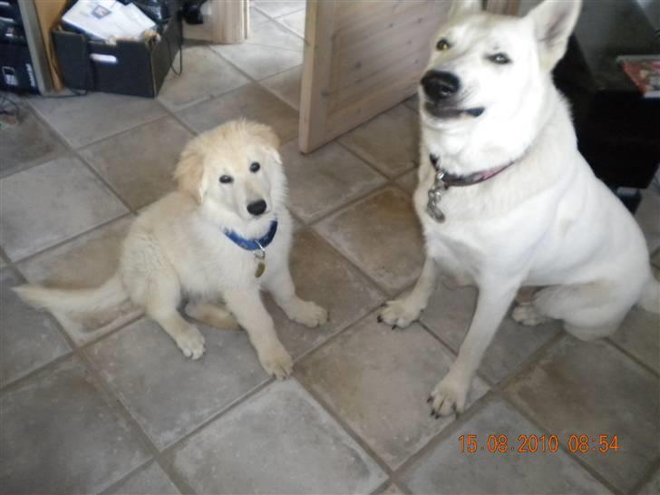 Hvid schæfer Milo - Mig og min søn ( Milo og Manse ) billede 9