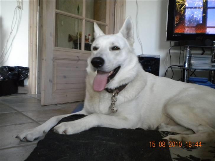 Hvid schæfer Milo -  :D billede 10