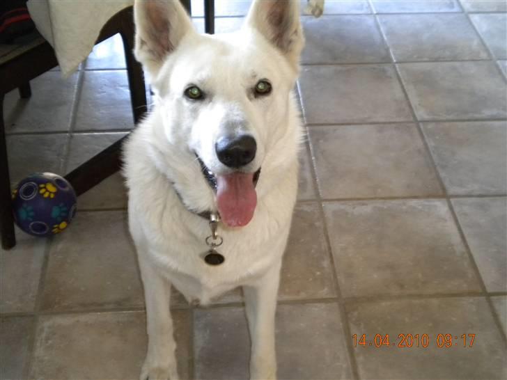 Hvid schæfer Milo - WWeeeee her er vi lige flyttet ind i vores nye hus :) billede 12