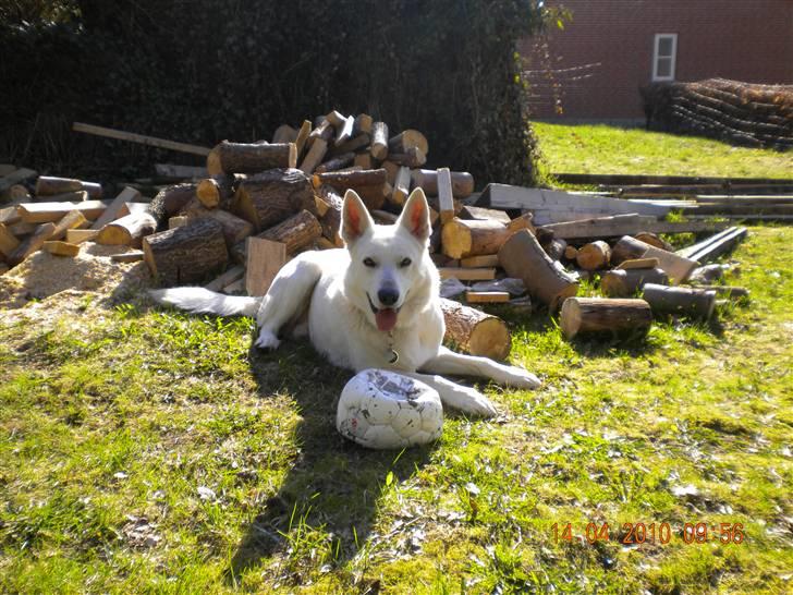 Hvid schæfer Milo - Jeg passer lige på brandestakken med min trofaste ven "bolt" (bold) :D billede 13