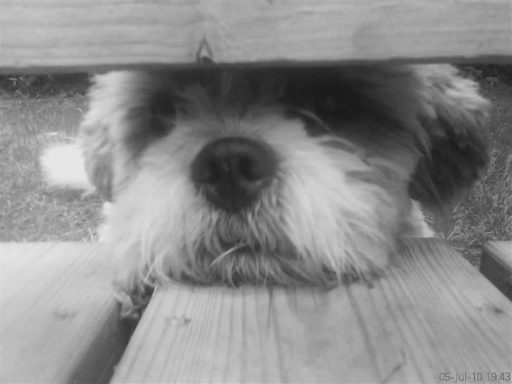 Lhasa apso werner billede 14