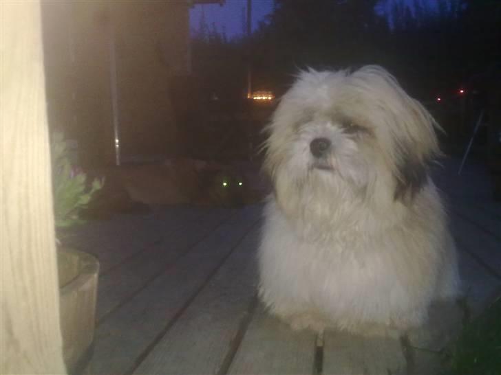 Lhasa apso werner billede 15