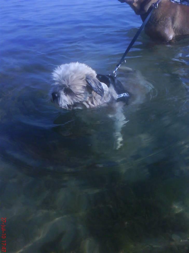 Lhasa apso werner billede 16