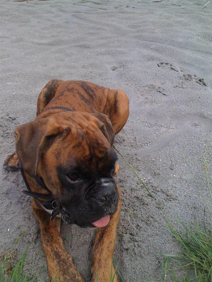 Boxer Balou  billede 17
