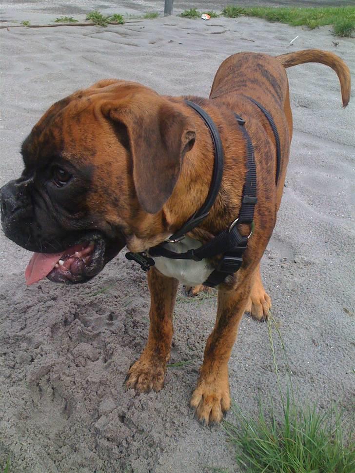 Boxer Balou  billede 18
