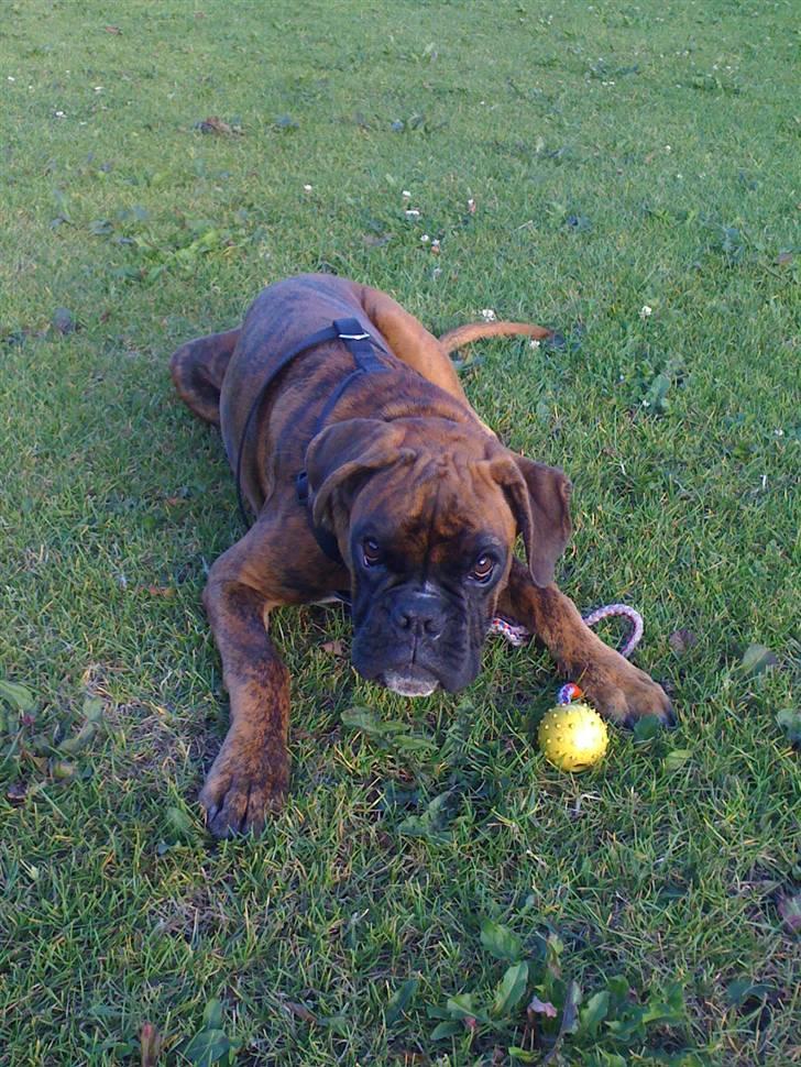 Boxer Balou  billede 19
