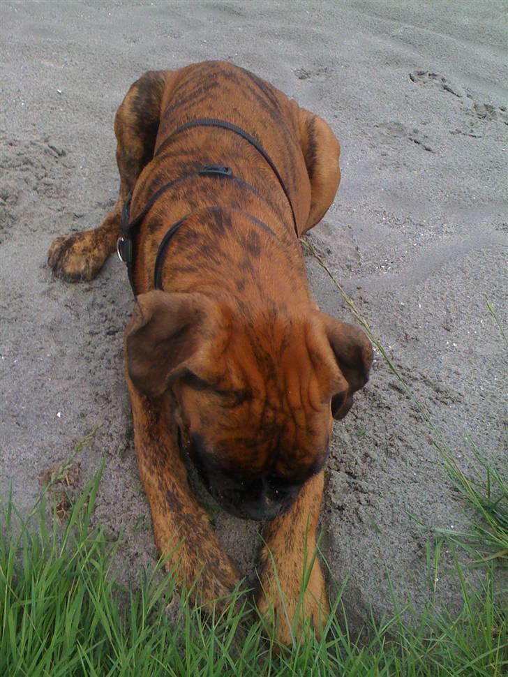 Boxer Balou  billede 20