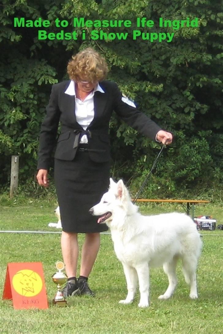 Hvid Schweizisk Hyrdehund Mimmie - Lille Mimmie  på sin første udstilling  ( 6 måneder gammel) billede 5