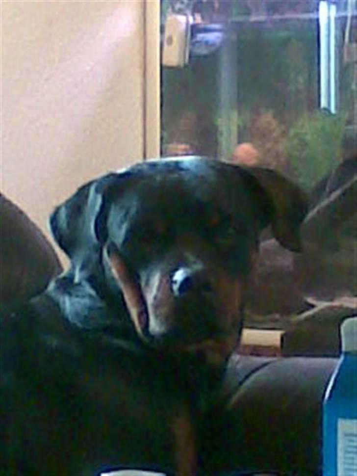 Rottweiler mille R.I.P billede 7