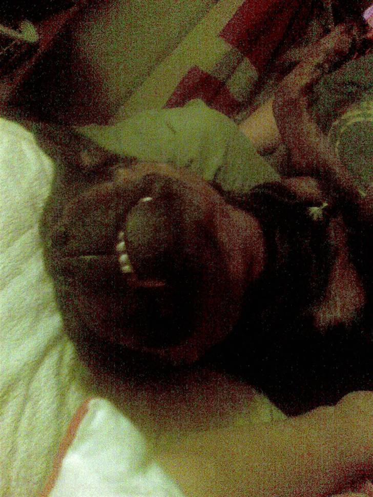 Rottweiler mille R.I.P billede 8