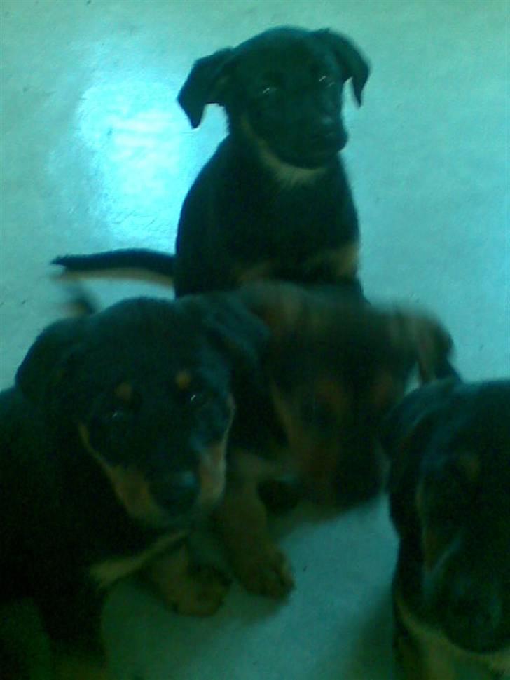 Rottweiler mille R.I.P - mille´s hvalpe  billede 9