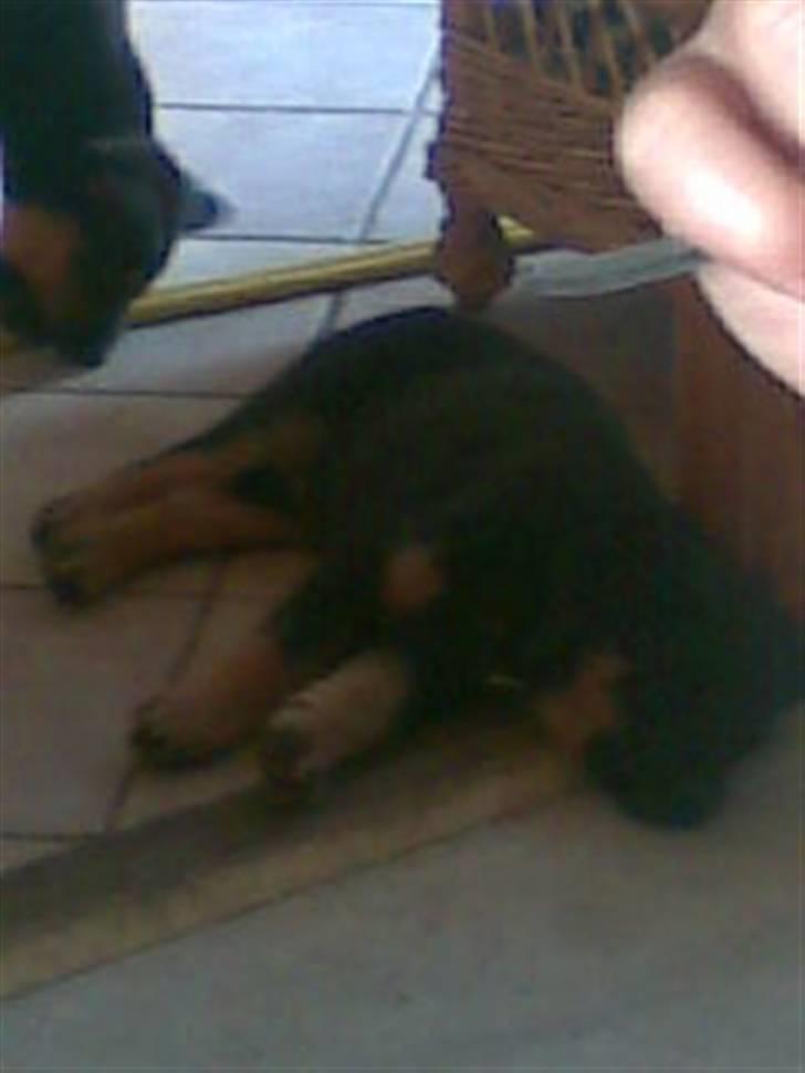 Rottweiler mille R.I.P - mille´s hvalpe  billede 10