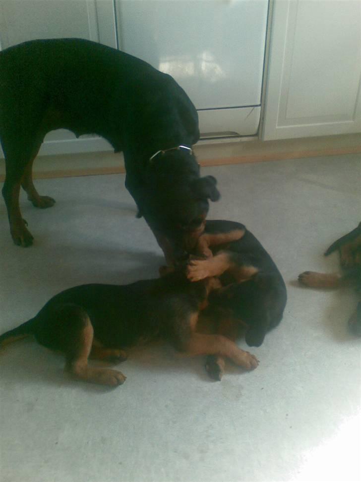 Rottweiler mille R.I.P - mille´s hvalpe  billede 11