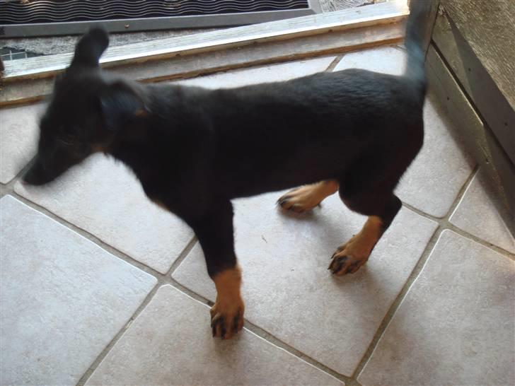 Rottweiler mille R.I.P - mille´s hvalpe  billede 12