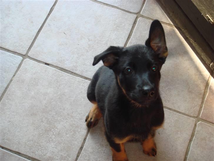 Rottweiler mille R.I.P - mille´s hvalpe  billede 13