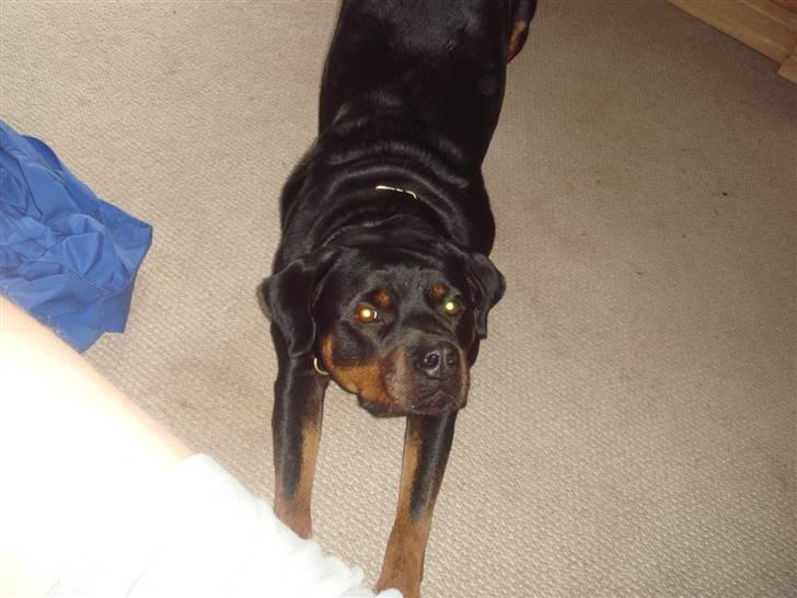 Rottweiler mille R.I.P billede 14