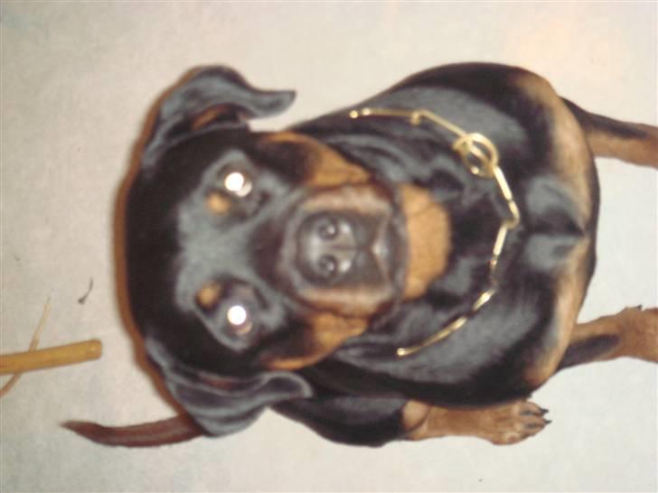 Rottweiler mille R.I.P billede 15