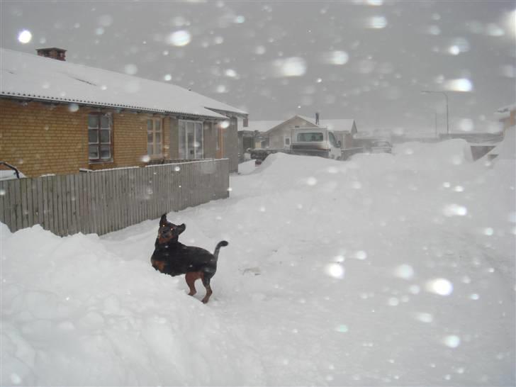 Rottweiler mille R.I.P - mille er vild men sne :)  billede 16