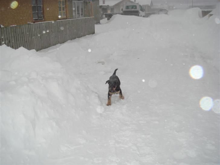 Rottweiler mille R.I.P - mille´s barne barn  billede 17