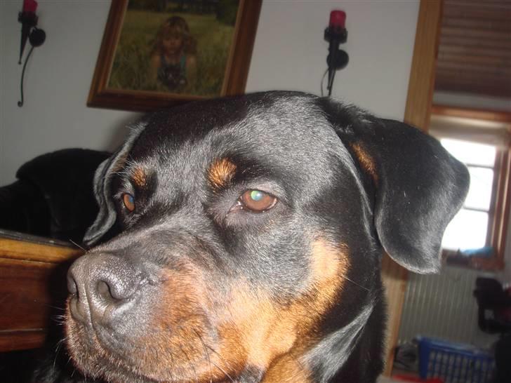 Rottweiler mille R.I.P billede 19