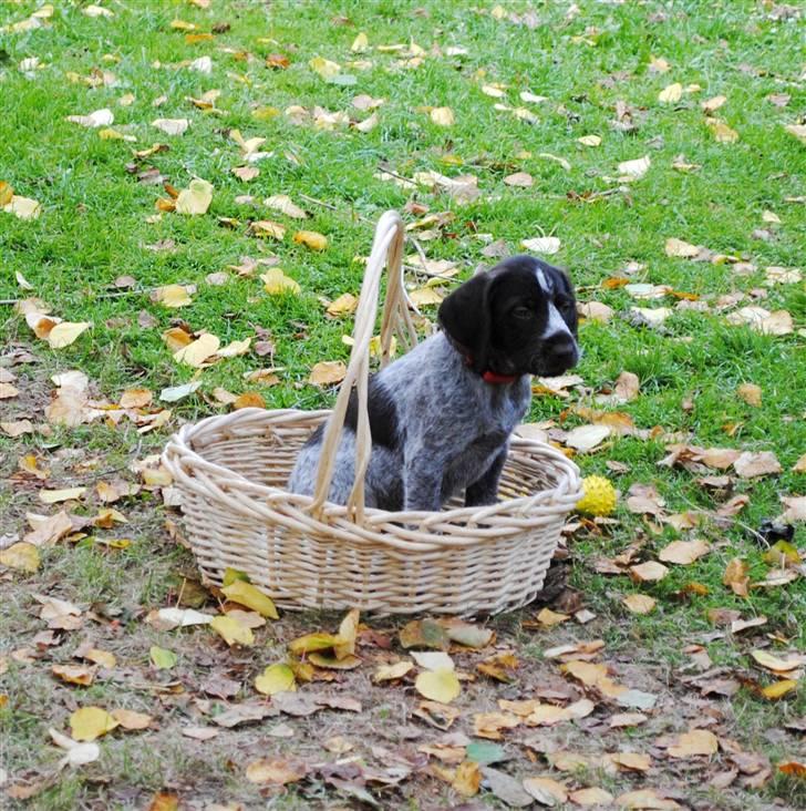 Ruhåret hønsehund Aya  (solgt) - Velkommen til min profil, min menneskemor har taget rigtig mange billeder af mig, håber i kan lide dem. billede 1