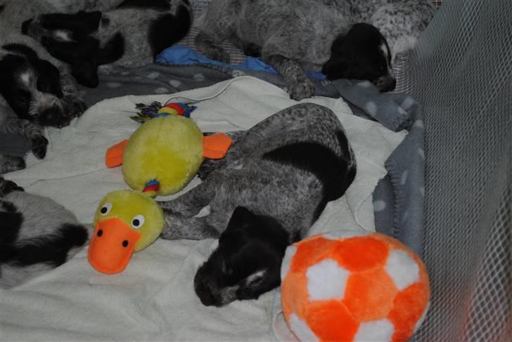 Ruhåret hønsehund Aya  (solgt) - Meget træt Aya er gået omkuld med sin and og sin bold billede 2