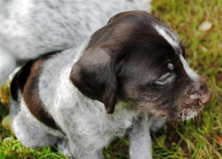 Ruhåret hønsehund Aya  (solgt) - Første gang i haven, sidder og kigger lidt på alt det nye, mor ligger lige bag. billede 3
