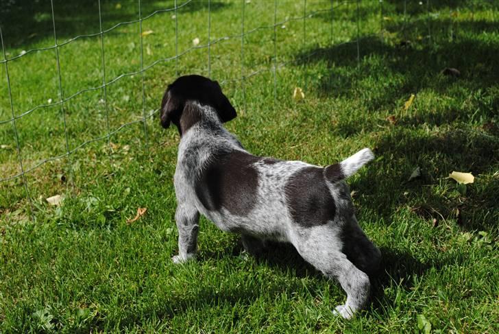 Ruhåret hønsehund Aya  (solgt) - Hvad mod de laver der henne??? billede 4