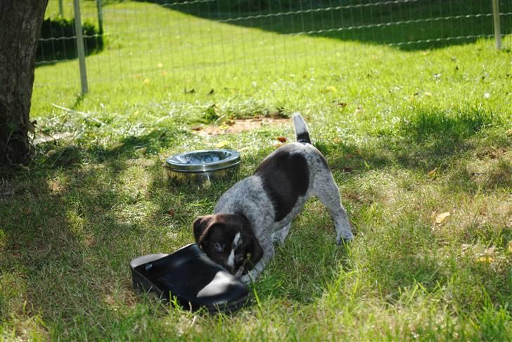 Ruhåret hønsehund Aya  (solgt) - Man kan da lige slå fars træsko ihjel billede 5