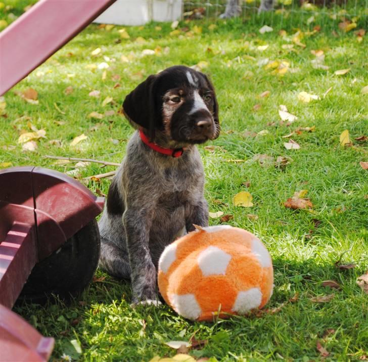 Ruhåret hønsehund Aya  (solgt) - Måske nogen der gider at spille bold billede 6